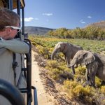 Big 5 Safari – 2 hours from Cape Town